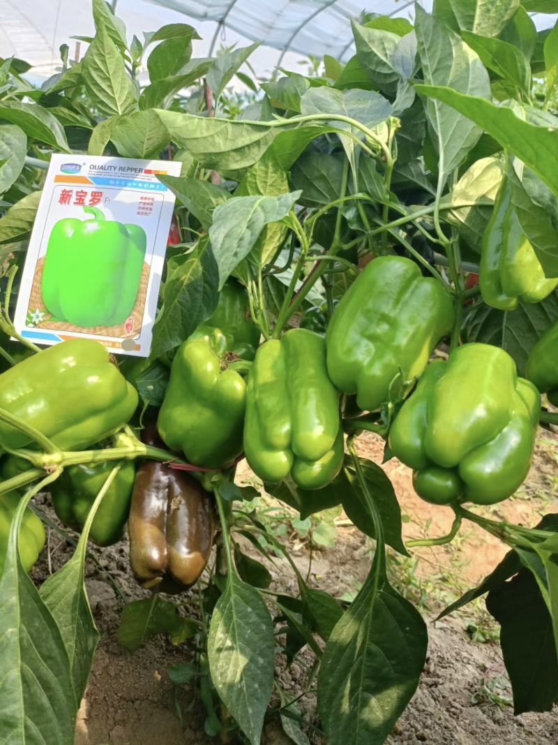 新宝罗特大甜椒种子高产青椒灯笼椒种子菜椒辣椒种籽好吃蔬菜