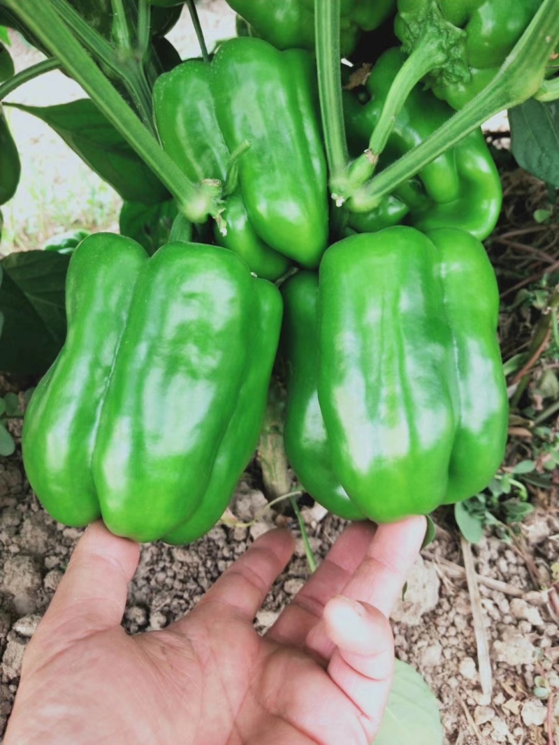 新宝罗特大甜椒种子高产青椒灯笼椒种子菜椒辣椒种籽好吃蔬菜
