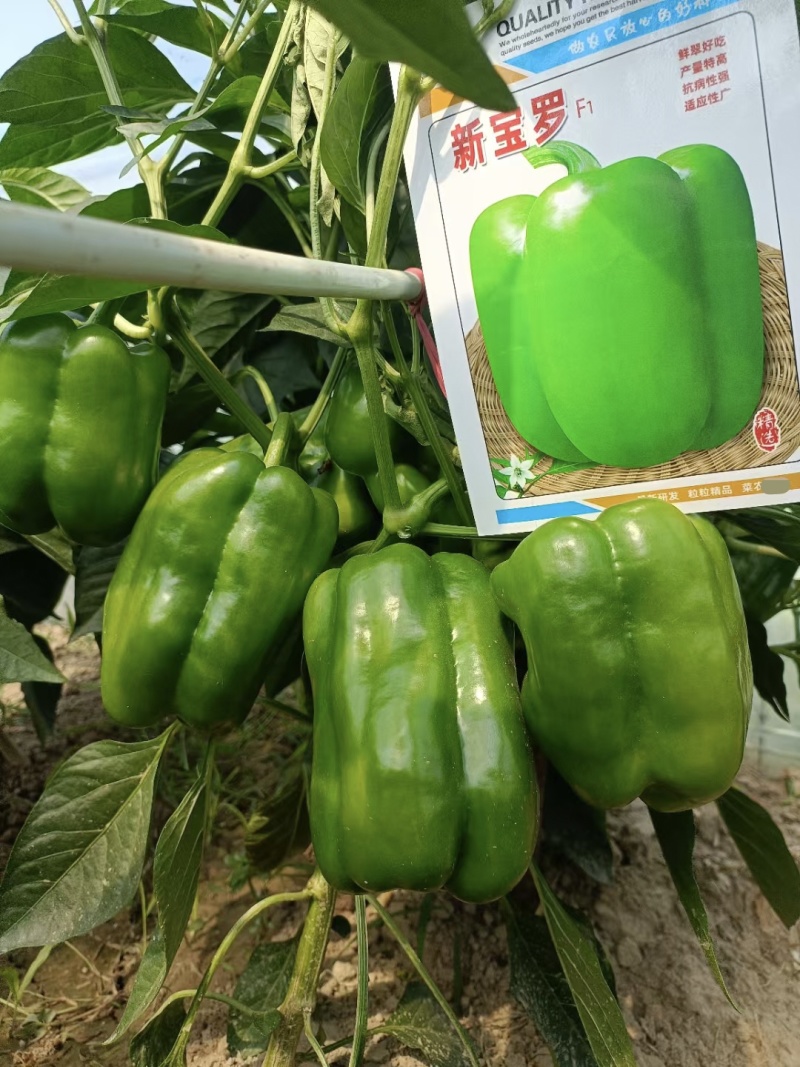 新宝罗特大甜椒种子高产青椒灯笼椒种子菜椒辣椒种籽好吃蔬菜