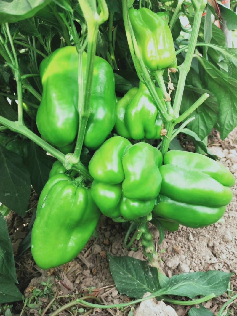 新宝罗特大甜椒种子高产青椒灯笼椒种子菜椒辣椒种籽好吃蔬菜
