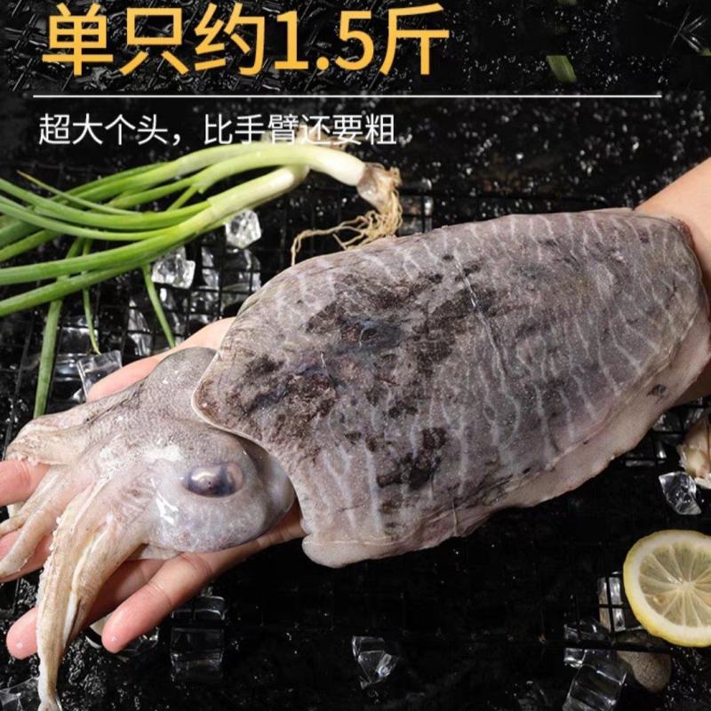 墨鱼
