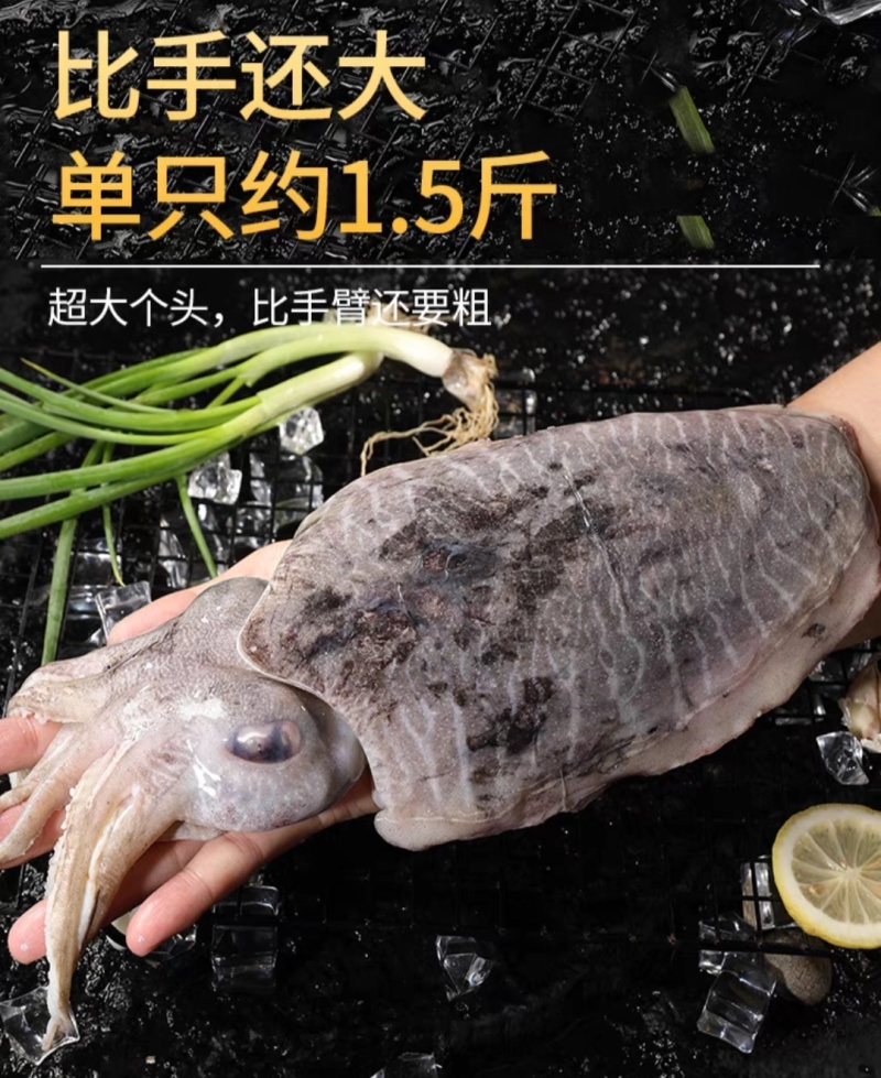 墨鱼