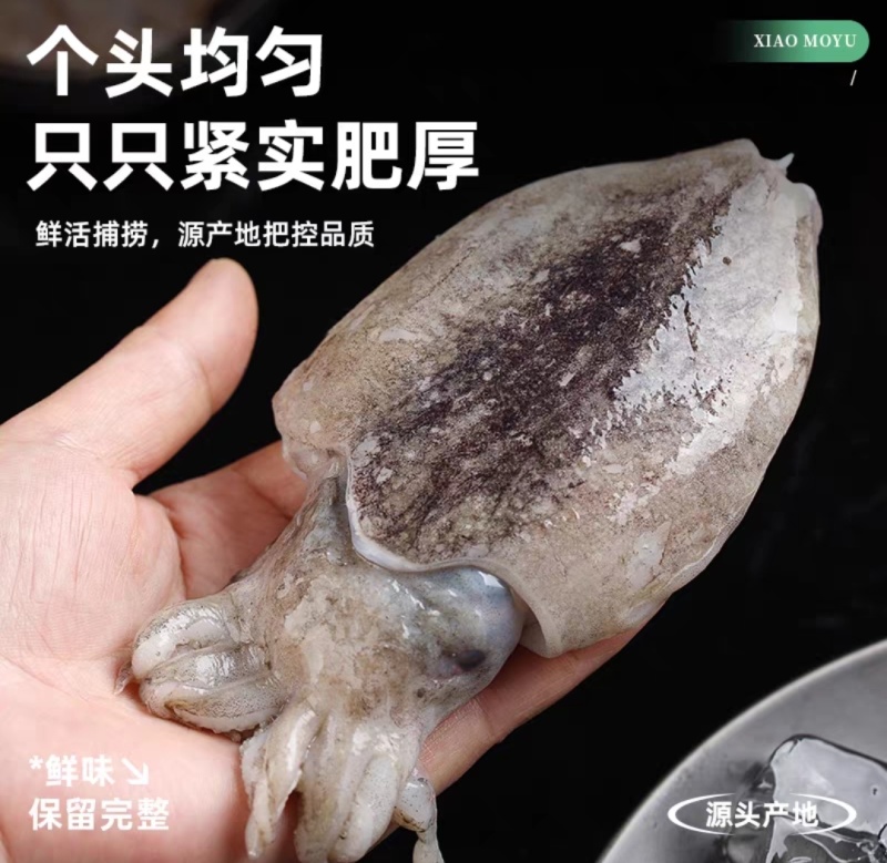墨鱼