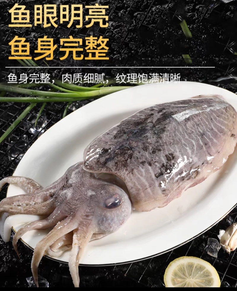 墨鱼