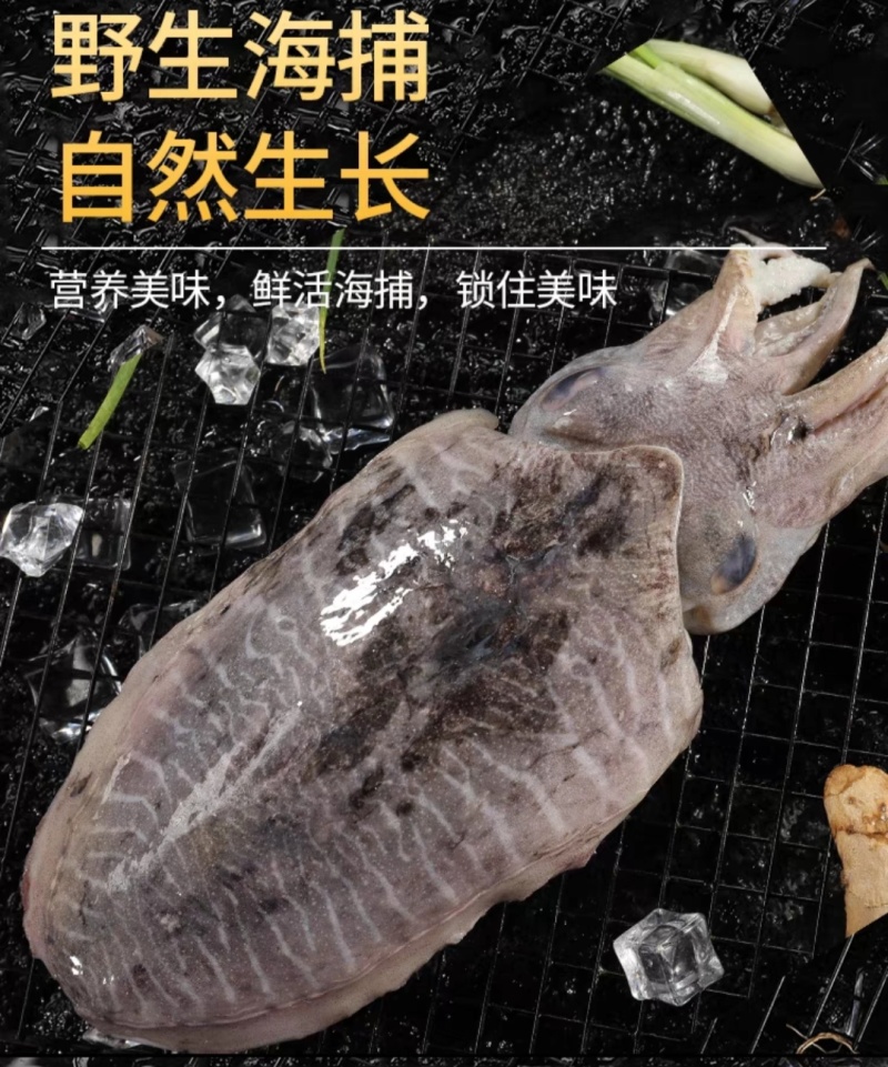 墨鱼