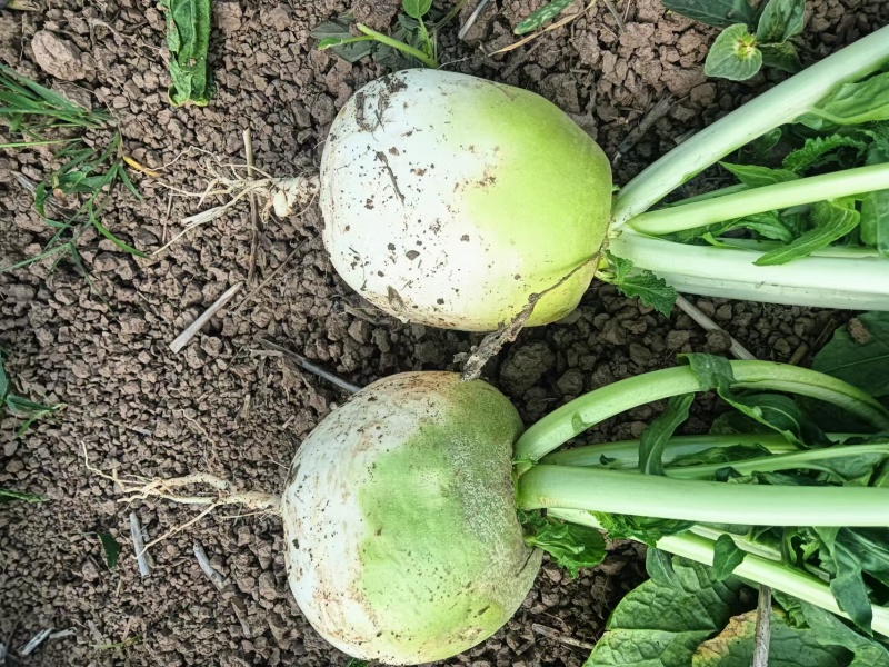 蔓菁新疆恰玛古