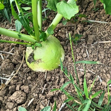 蔓菁新疆恰玛古