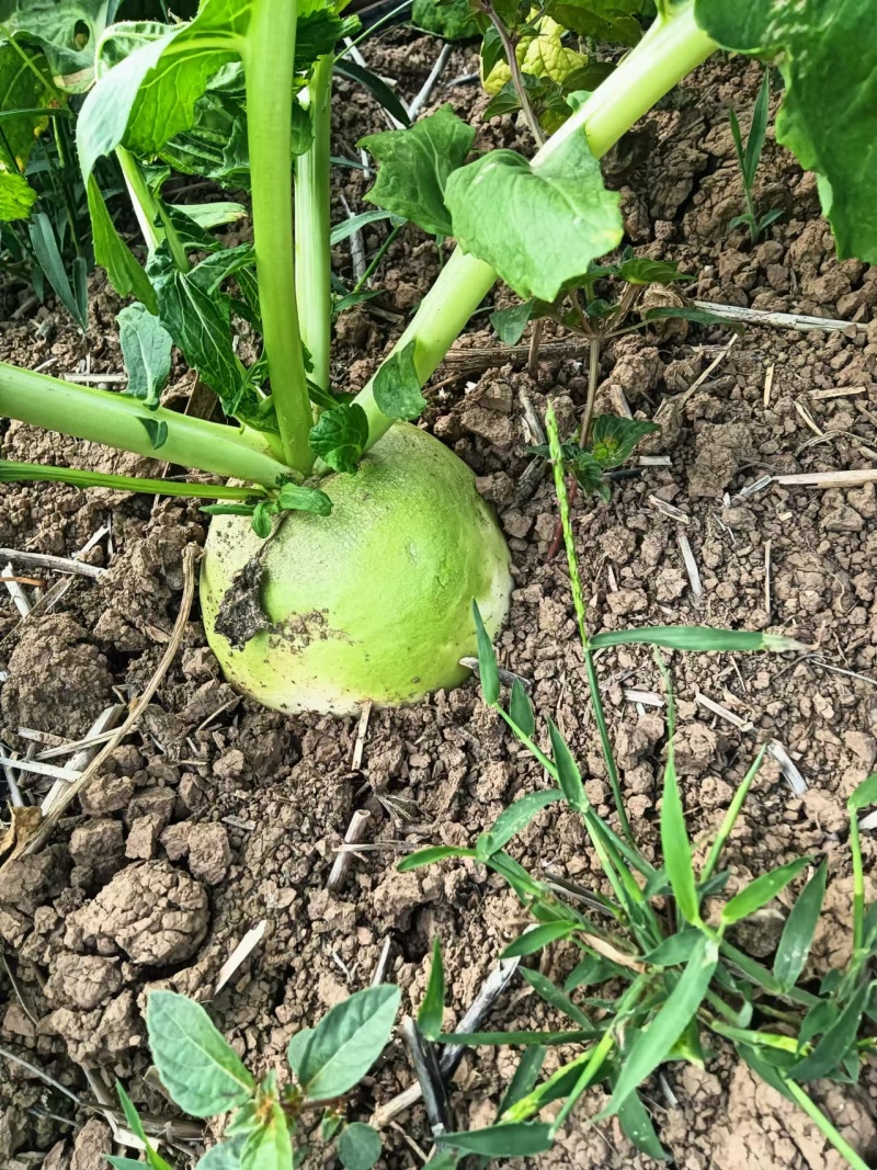 蔓菁新疆恰玛古