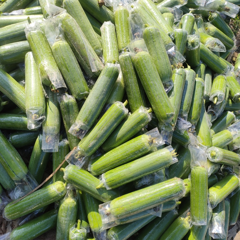 精品丝瓜