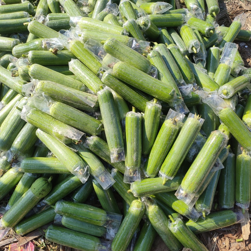 精品丝瓜