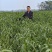 中蟠102桃苗早熟黄肉漫溶质毛蟠桃丰产品质优
