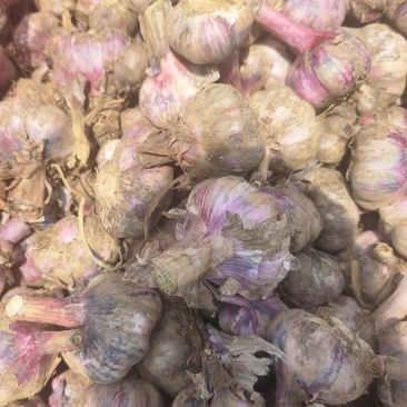 云南新鲜大蒜大白蒜紫蒜紫皮大蒜整车代发代办一件批发