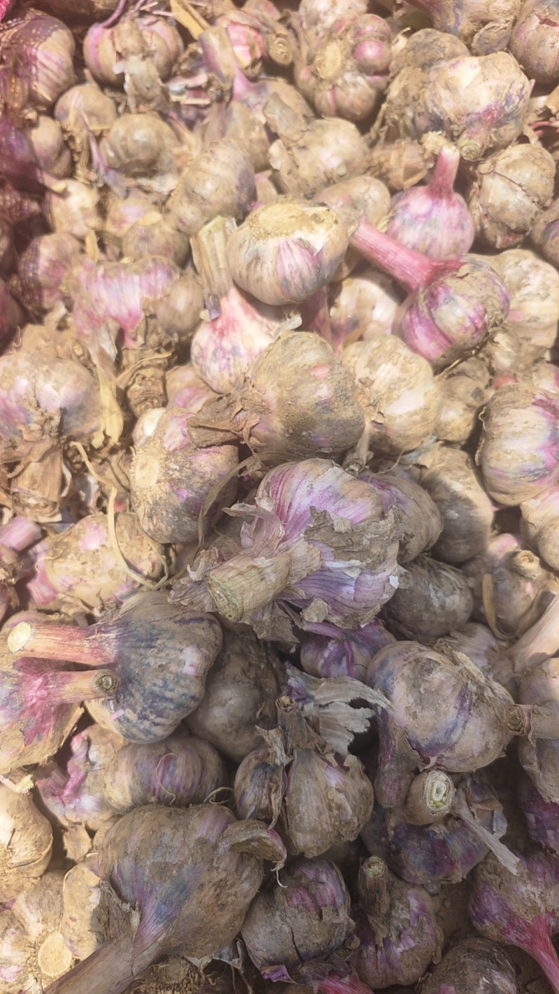 云南新鲜大蒜大白蒜紫蒜紫皮大蒜整车代发代办一件批发