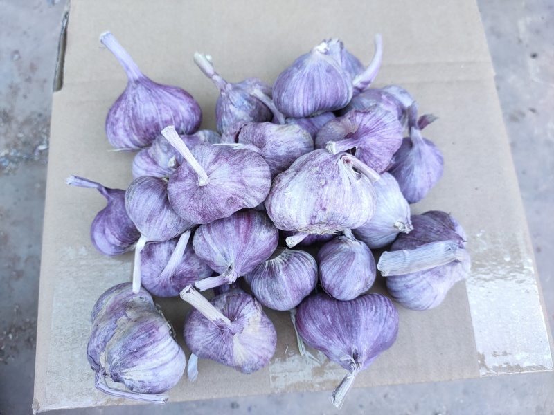 云南新鲜大蒜大白蒜紫蒜紫皮大蒜整车代发代办一件批发