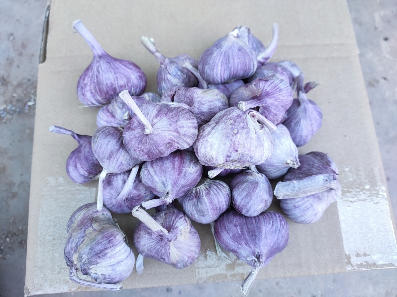 云南新鲜大蒜大白蒜紫蒜紫皮大蒜整车代发代办一件批发