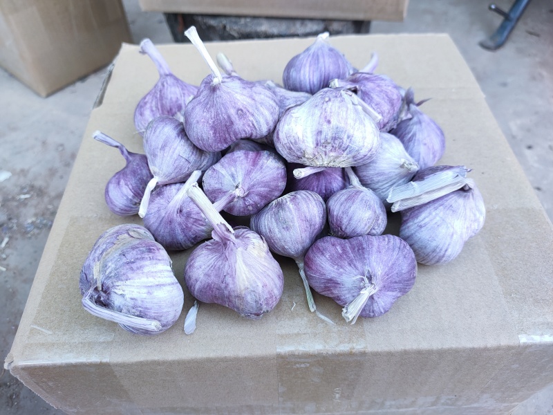云南新鲜大蒜大白蒜紫蒜紫皮大蒜整车代发代办一件批发