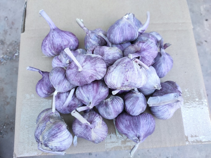 云南新鲜大蒜大白蒜紫蒜紫皮大蒜整车代发代办一件批发
