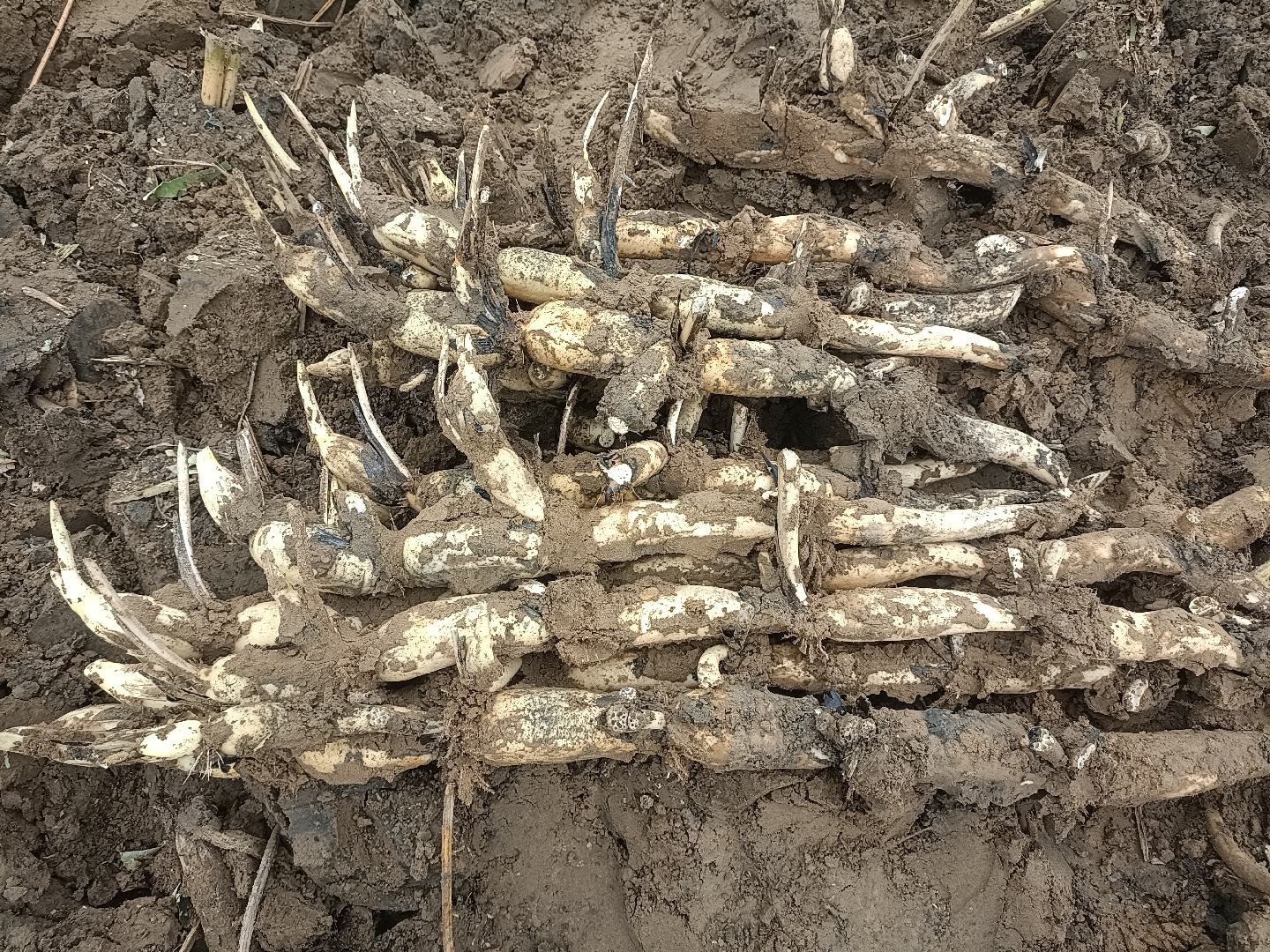 一株完整的莲藕从泥土中挖出,带有须根和节段,表皮为浅黄褐色,部分已清洗露出内部白色组织,背景为湿地环境 莲藕整体形态图