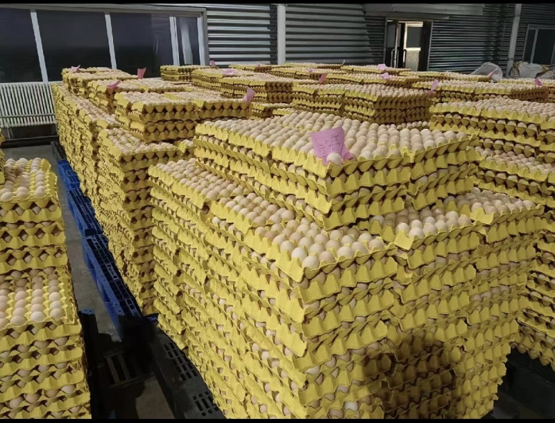 精美草鸡蛋产地直发价格优惠品质保证支持视频看货