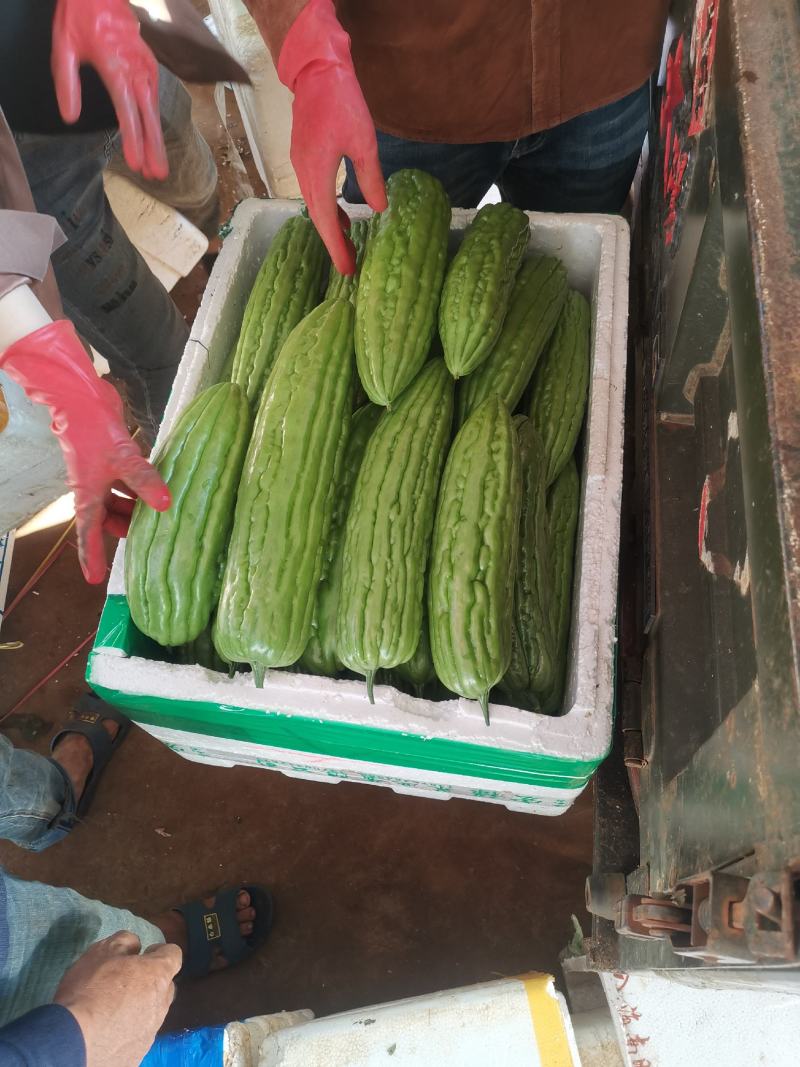 精品苦瓜大量有货现摘现发产地直发供应全国欢迎咨询！