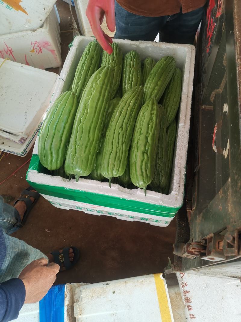 精品苦瓜大量有货现摘现发产地直发供应全国欢迎咨询！