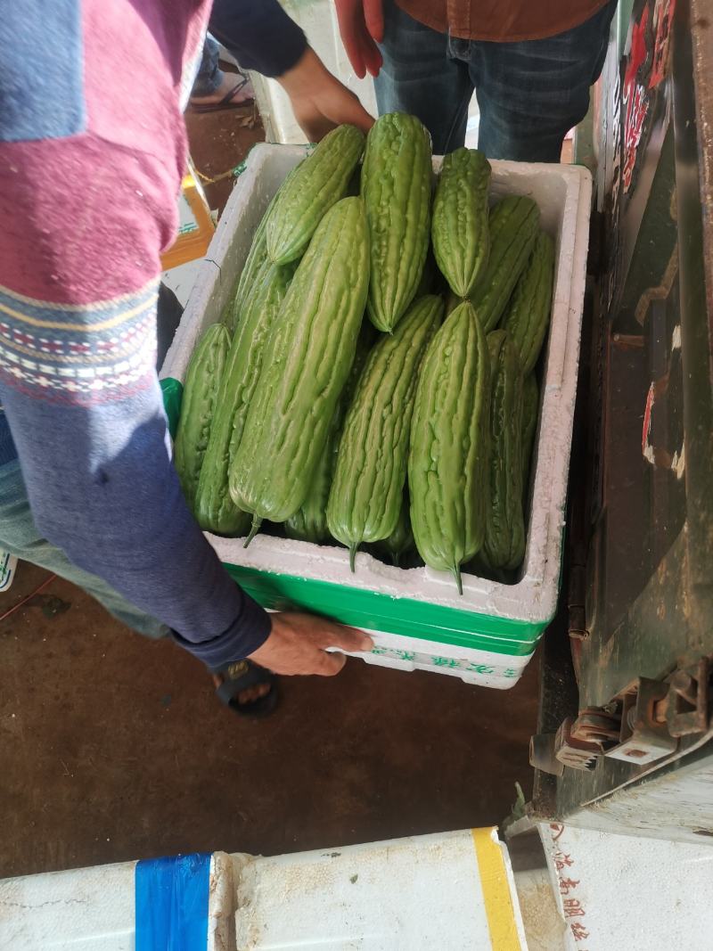 精品苦瓜大量有货现摘现发产地直发供应全国欢迎咨询！
