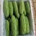 精品苦瓜大量有货现摘现发产地直发供应全国欢迎咨询！