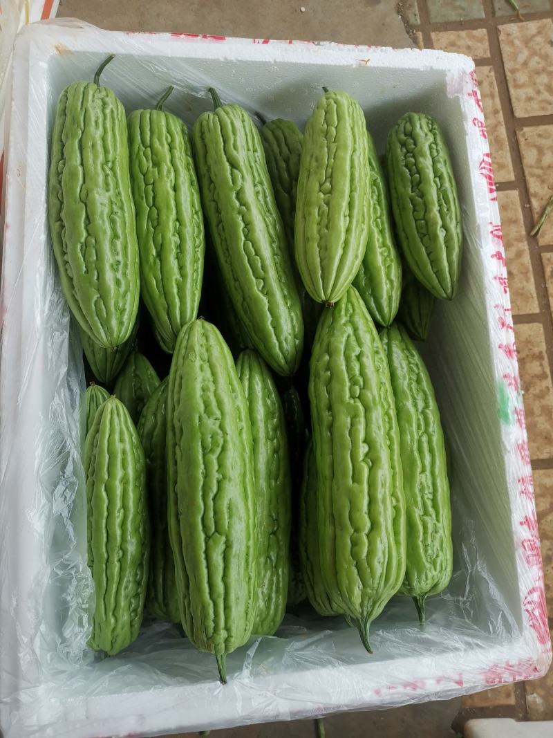 精品苦瓜大量有货现摘现发产地直发供应全国欢迎咨询！