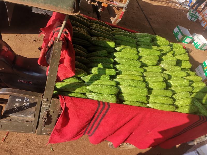 精品苦瓜大量有货现摘现发产地直发供应全国欢迎咨询！