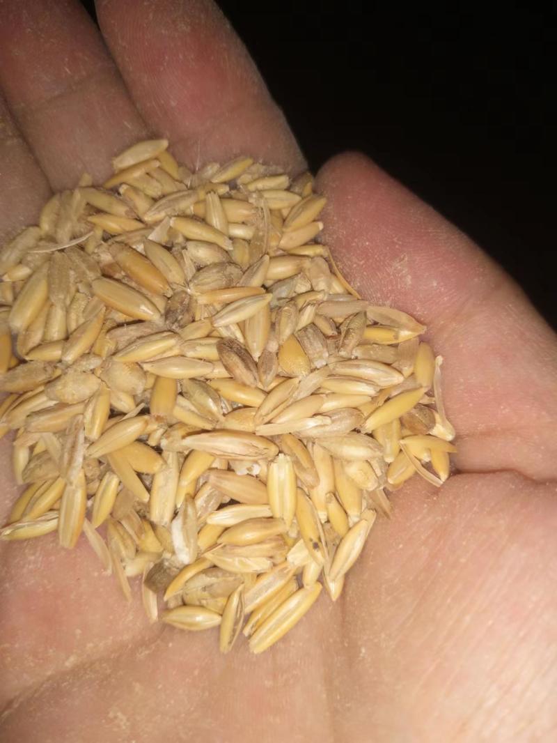 进口澳麦（燕麦皮）