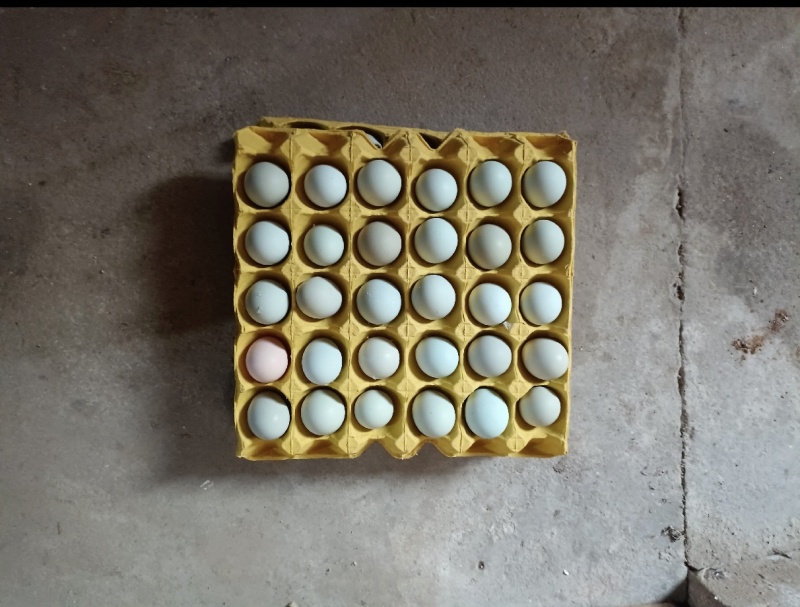 【诚信商家】现货绿壳蛋，草鸡蛋，粉壳蛋，红壳蛋，品种齐全