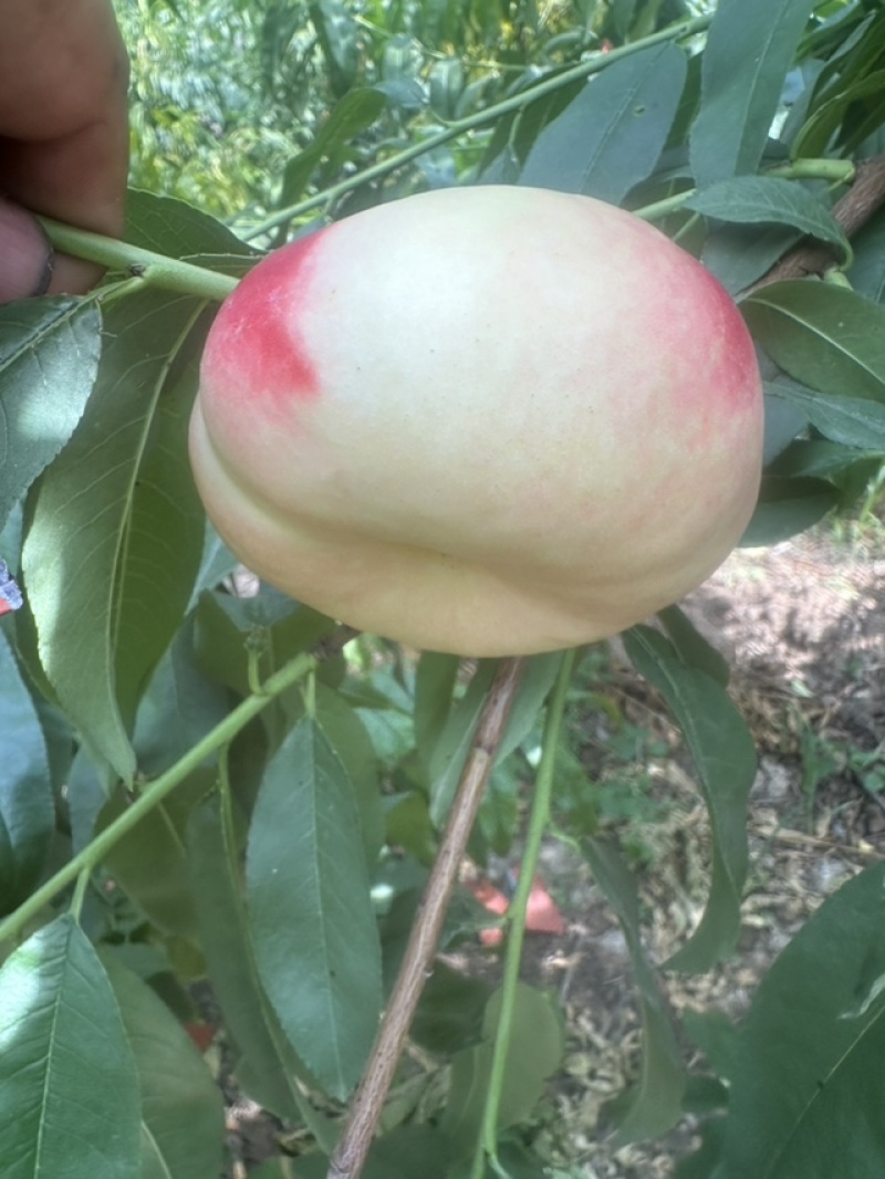 黄桃苗南北方都可种植超甜极丰产自花授粉，欢迎联系
