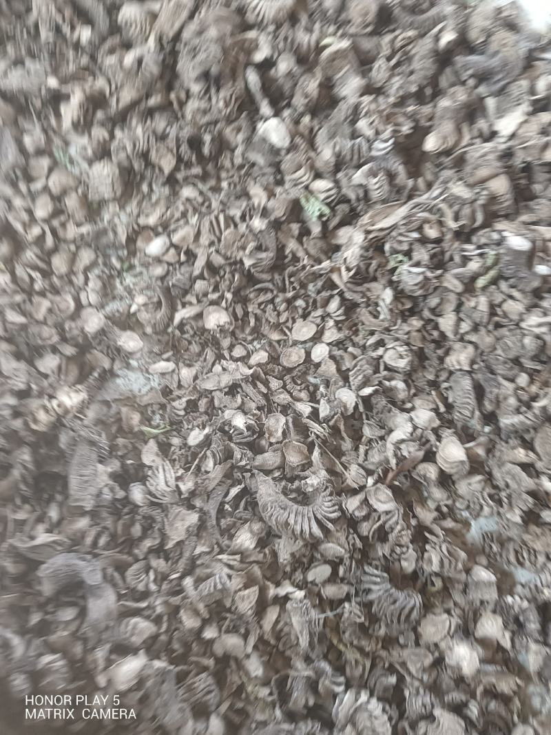 紫茉莉根，入地老鼠