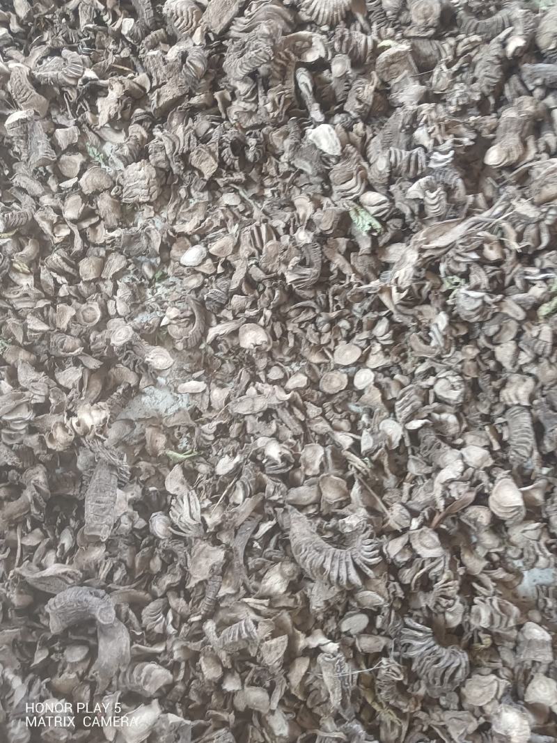 紫茉莉根，入地老鼠