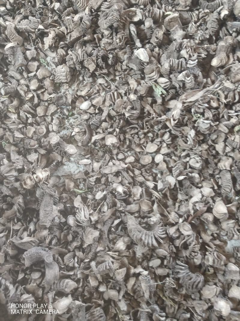紫茉莉根，入地老鼠