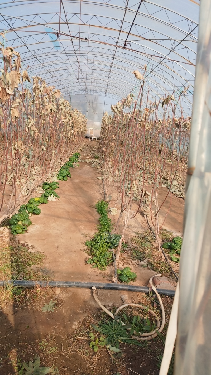 占地大葡萄树，基地直供，没有中间商，价格优惠
