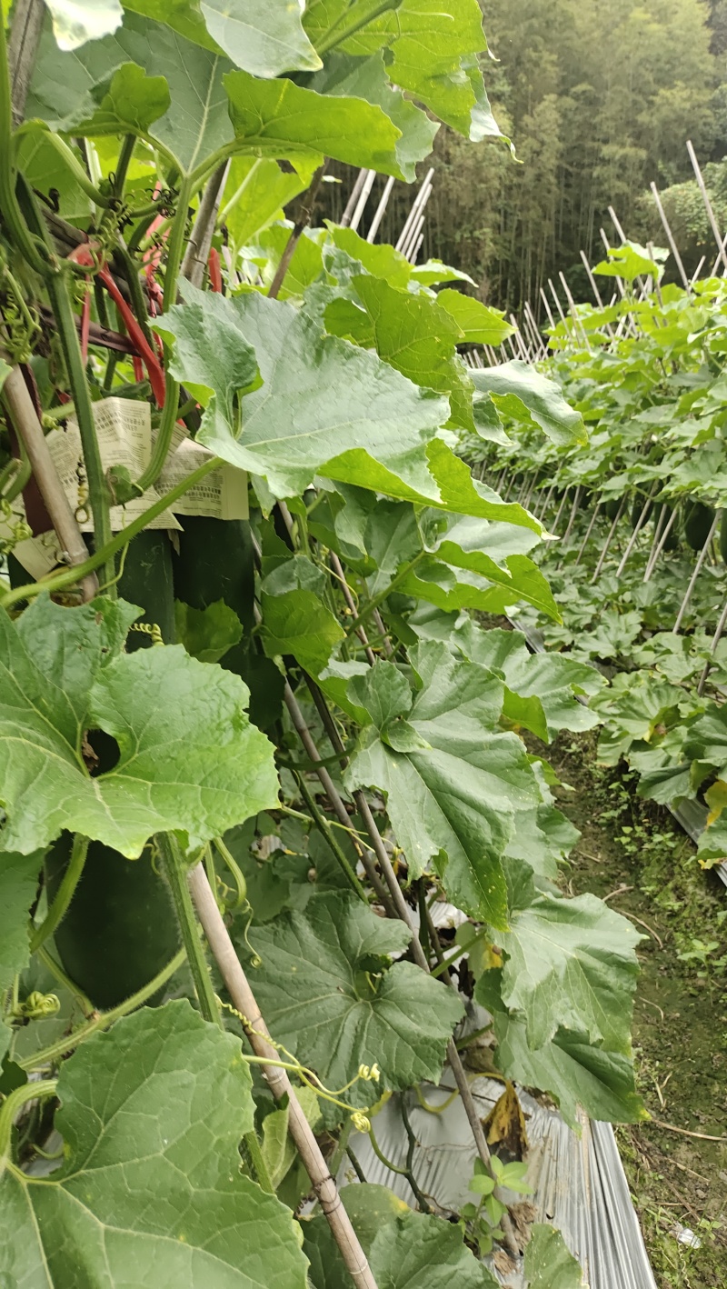 黑皮优质冬瓜价格优惠需要的老板抓紧时间联系