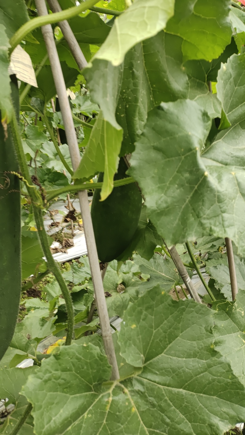黑皮优质冬瓜价格优惠需要的老板抓紧时间联系