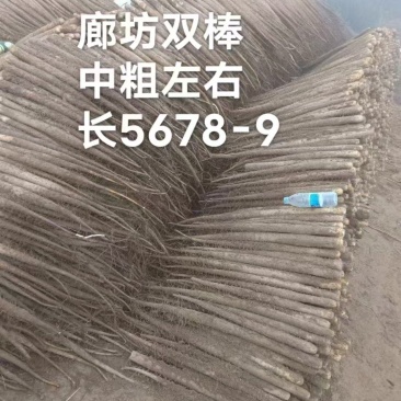 廊坊双棒山药大量上市，对接全国市场，支持视频看货