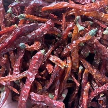 云南二荆条干辣椒