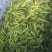 产地花糯玉米大量供货中货多量大，代发全国各地