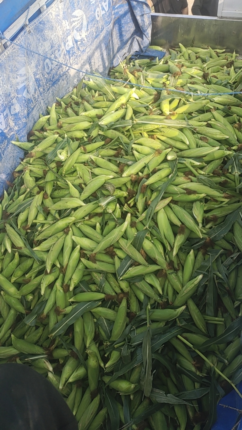 产地花糯玉米大量供货中货多量大，代发全国各地