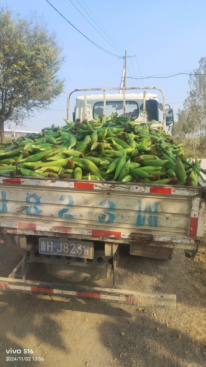 产地花糯玉米大量供货中货多量大，代发全国各地