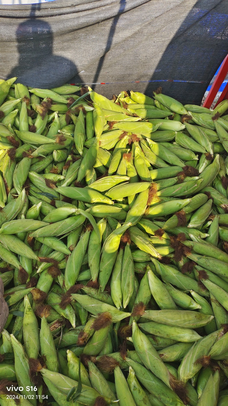 产地花糯玉米大量供货中货多量大，代发全国各地