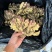 红芽小姜红芽鲜姜大量现货小姜鲜姜产地批发一手货源