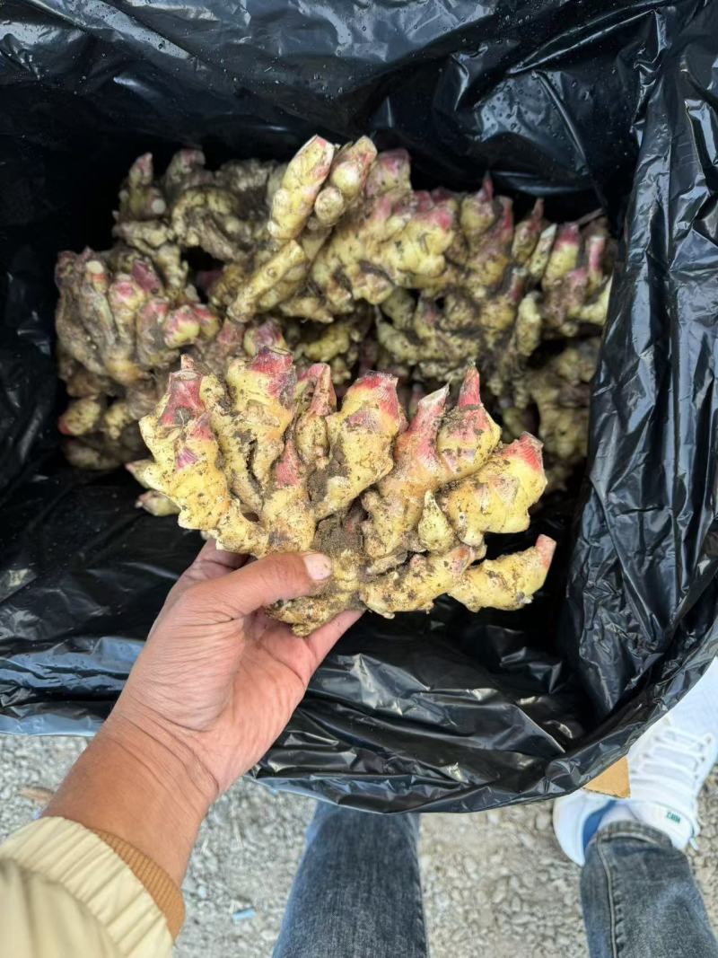 红芽小姜红芽鲜姜大量现货小姜鲜姜产地批发一手货源