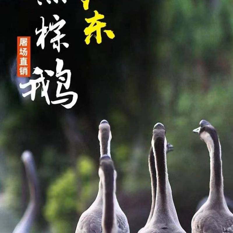 广东清远黑棕鹅