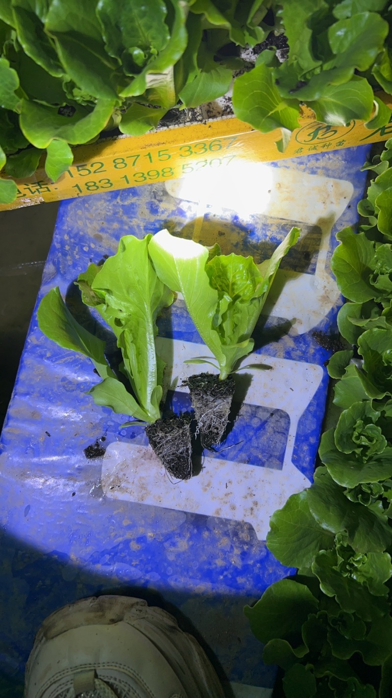 意大利苗