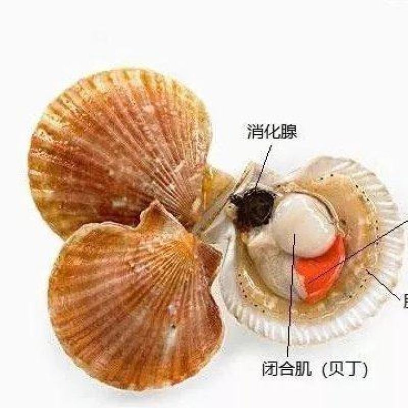 扇贝