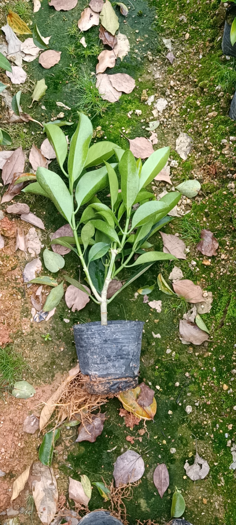 供应绿化树